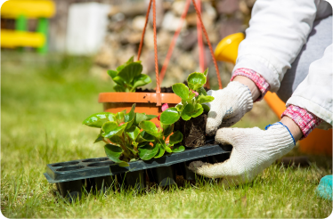 plant-selection