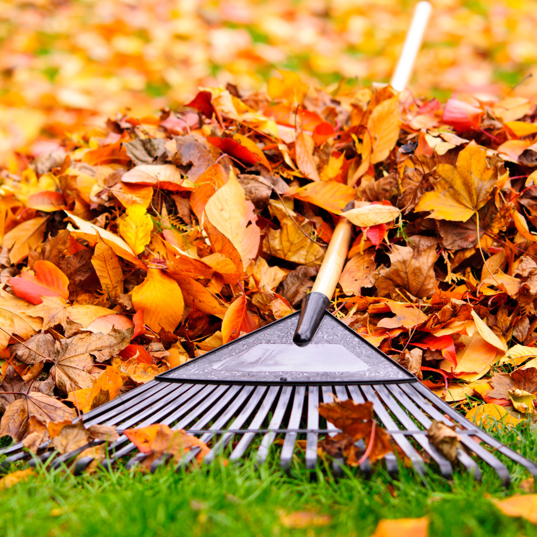 fall leaf removal