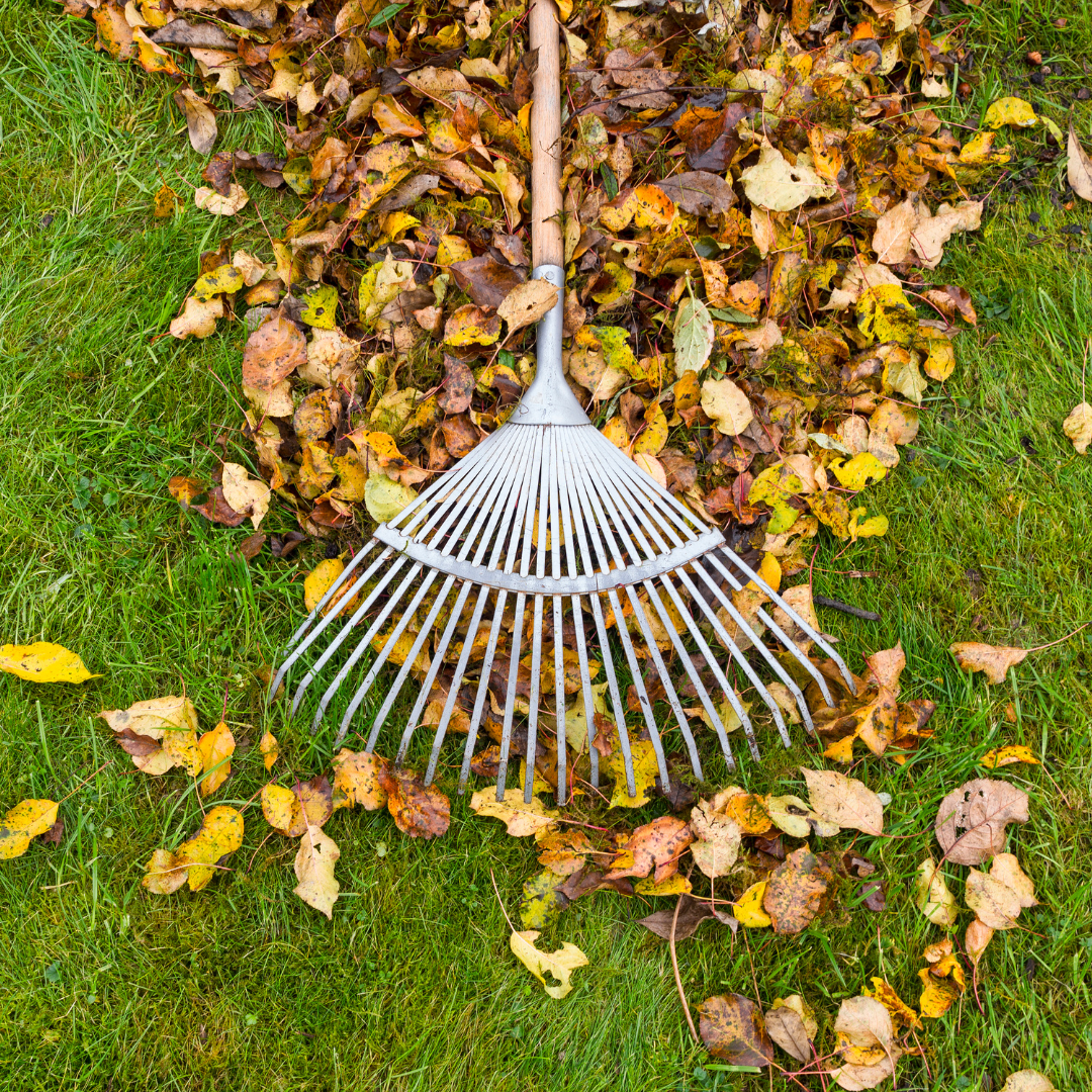leaf removal