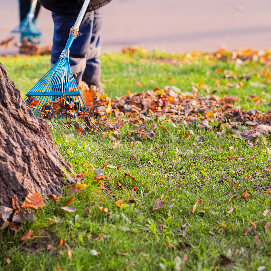 front yard leaf removal